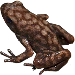 Capira Auratus